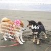 lolo_bells